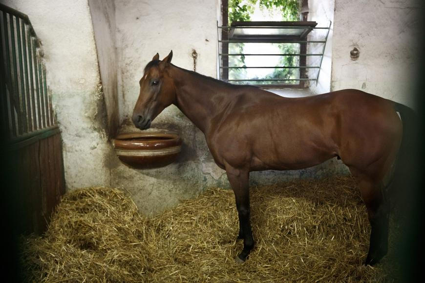 Záhada zmizelého Kadyrovova koně vyřešena. Nešlo o krádež