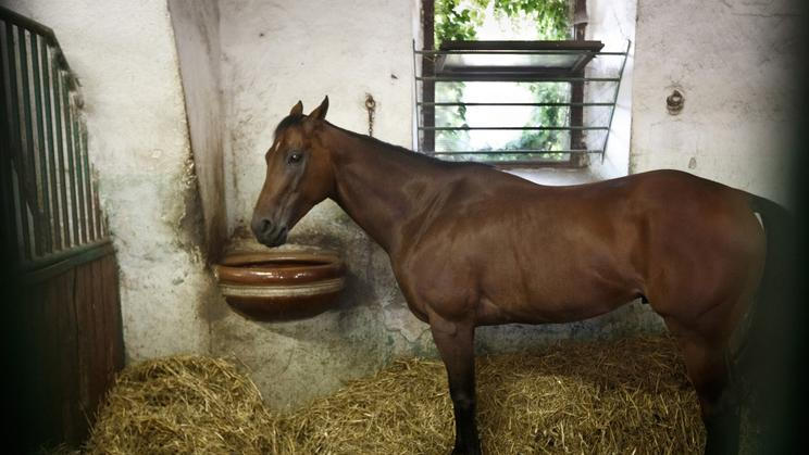 Hřebčín v Mimoňi, kde měl ustájené a přihlášené některé ze svých závodních koní i čečenský prezident Ramzan Kadyrov.