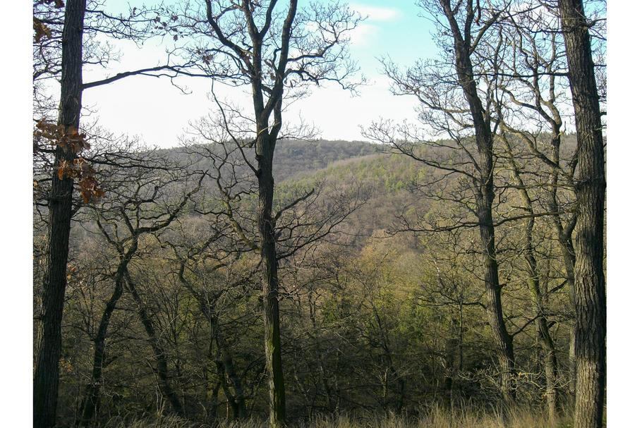 Kunratický les má jen necelé tři kilometry čtvereční. Na tomto nevelkém prostoru ale již mnohokrát tekla krev.

