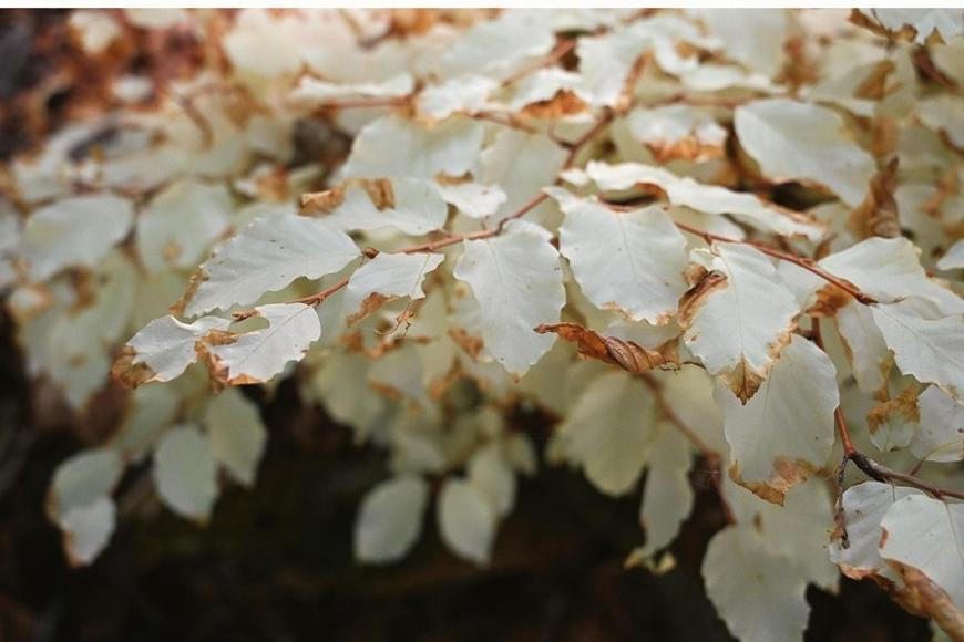Buk z Moravského krasu přežívá bez fotosyntézy 30 let. Někdo ho krmí, říkají vědci