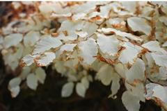 Zhruba metr vysoký strom bez zelených listů podle vědců získává cukry z okolního prostředí.