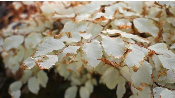 Zhruba metr vysoký strom bez zelených listů podle vědců získává cukry z okolního prostředí.