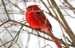 Škoda tyhle fotky minout: Nakašírovaný Putin, nehtíky fanynky č. 1 nebo vesmírná krása