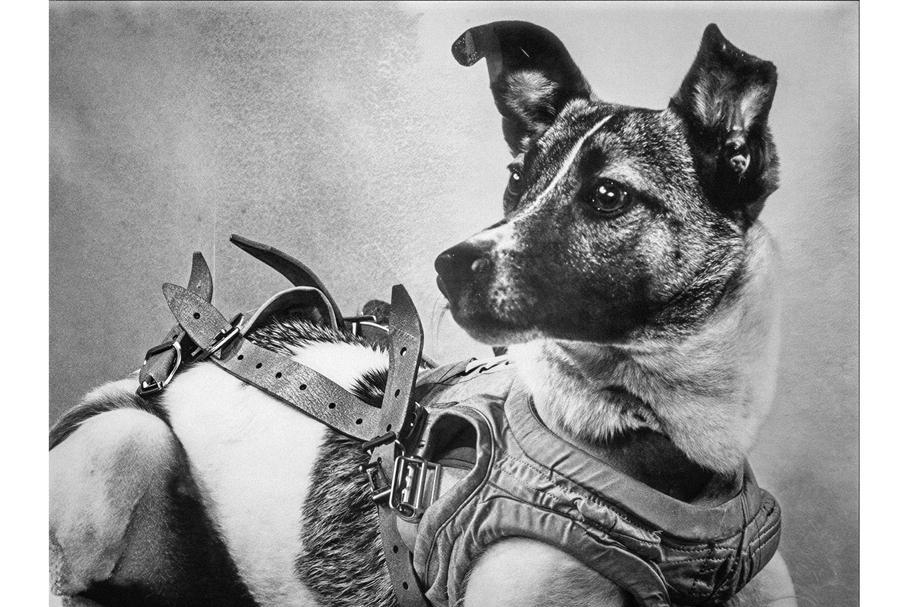 Kosmická fenka Lajka v letovém postroji pro misi Sputnik.
