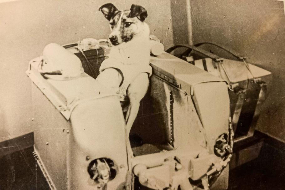 Lajka v maketě kabiny během tréninku.