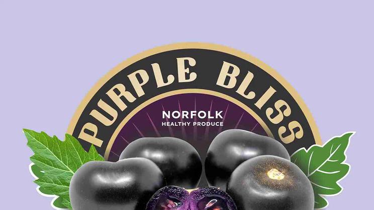 Fialová rajčata vyvinula americká společnost Norfolk Healthy Produce a ve Spojených státech se už prodávají. Další na řadě je Austrálie.