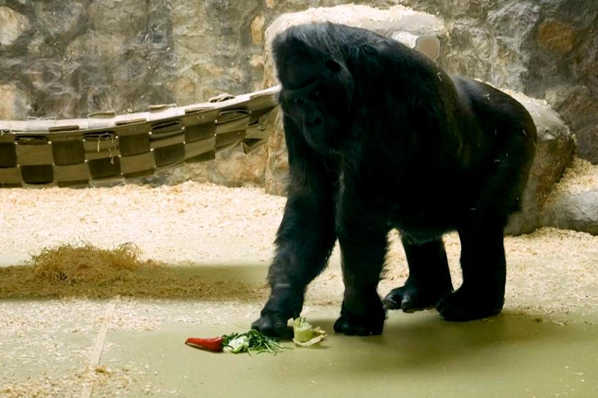 Tony bojuje s mrazem i raketami. Záběry ukazují, jak se zoo v Kyjevě mění v pevnost