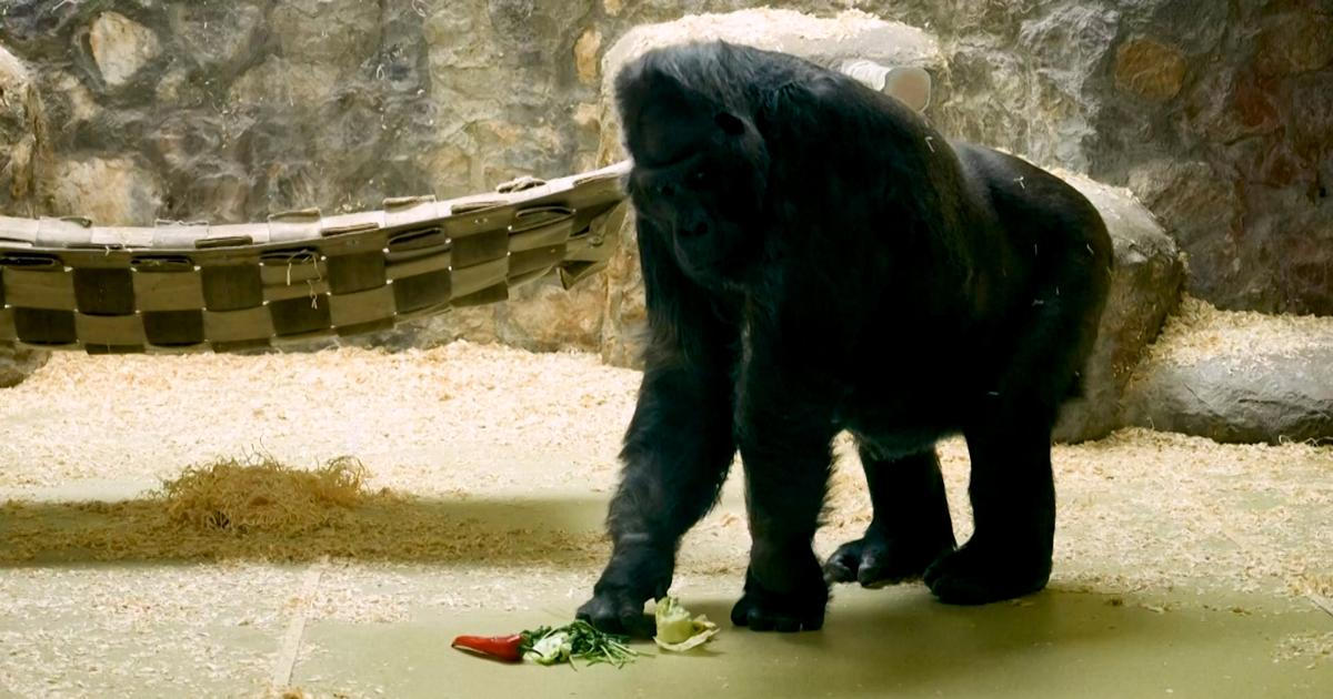 Tony bojuje s mrazem i raketami. Záběry ukazují, jak se zoo v Kyjevě mění v pevnost