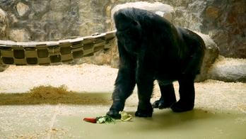 Gorila Tony v kyjevské ZOO
