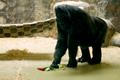 Gorila Tony v kyjevské ZOO