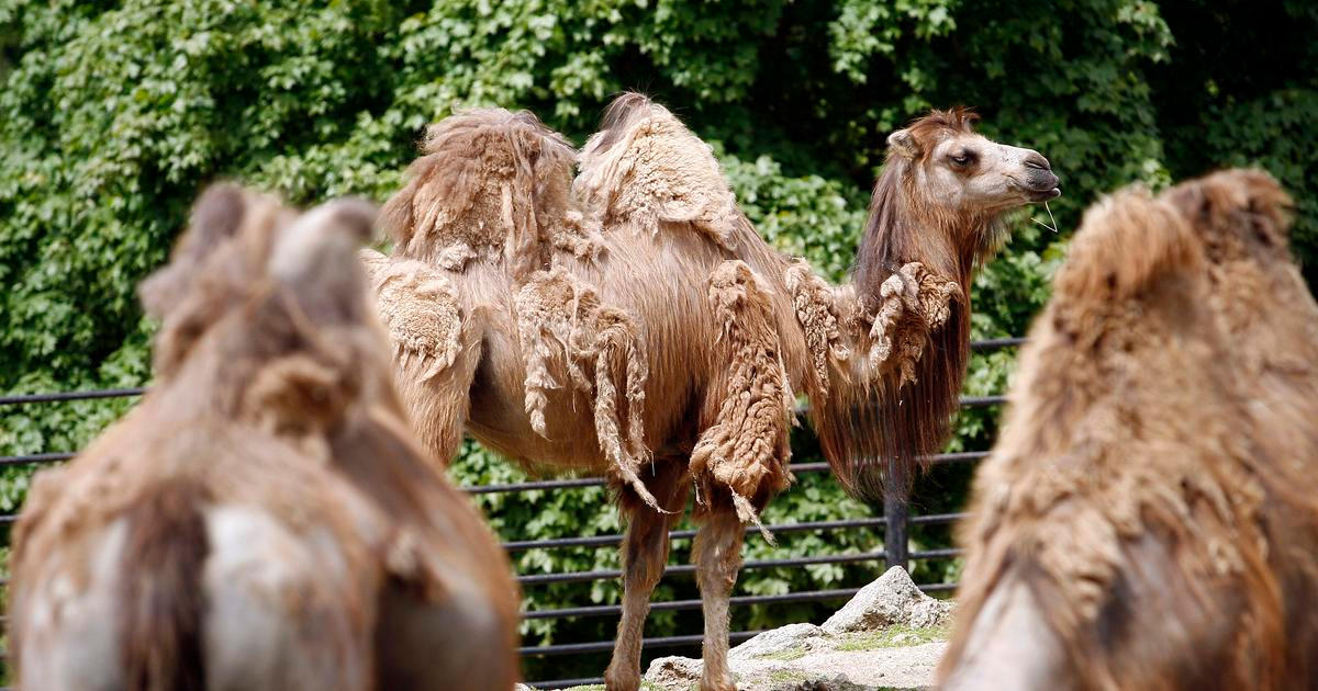 Velbloud s pasem? Saúdská Arábie zavádí nové doklady pro zvířata