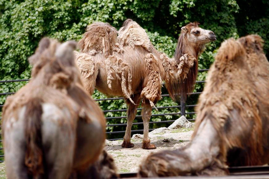 Velbloud s pasem? Saúdská Arábie zavádí nové doklady pro zvířata