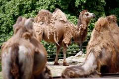 Velbloud dvouhrbý a Zoo Liberec.