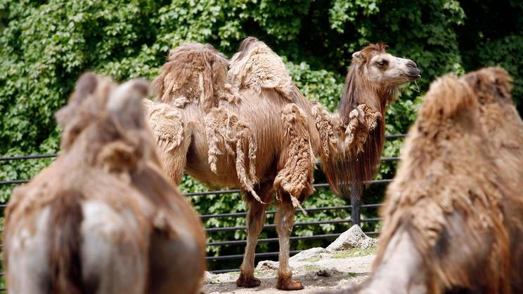 Velbloud dvouhrbý a Zoo Liberec.