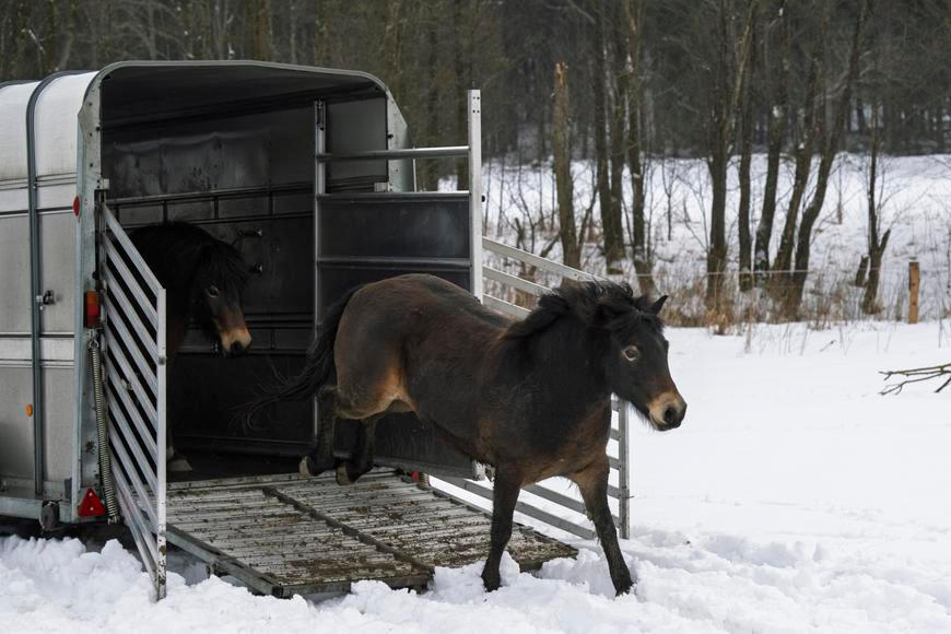 Šumava má nové obyvatele: do nové rezervace tam vyběhla skupina divokých koní
