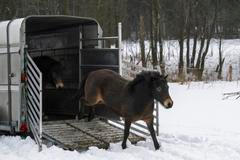 divoký kůň, divocí koně, rezervace, CHKO Šumava