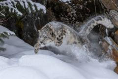 Usa,,Montana.,Leaping,Captive,Snow,Leopard,In,Winter.