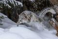 Usa,,Montana.,Leaping,Captive,Snow,Leopard,In,Winter.