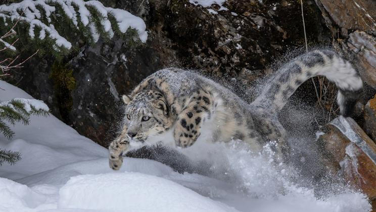 Usa,,Montana.,Leaping,Captive,Snow,Leopard,In,Winter.
