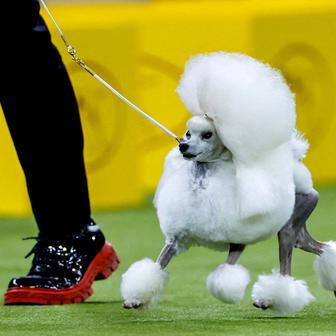 Škoda tyhle fotky minout: demonstrace za milion, prorok počasí nebo princ štvancem