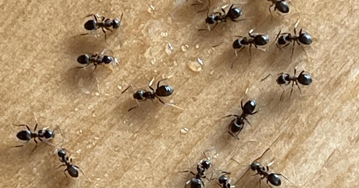 Skořicový postřik je jednoduchý a přirozený způsob, jak podpořit zdraví rostlin a omezit výskyt plísní či škůdců.