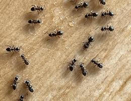 Skořicový postřik je jednoduchý a přirozený způsob, jak podpořit zdraví rostlin a omezit výskyt plísní či škůdců.