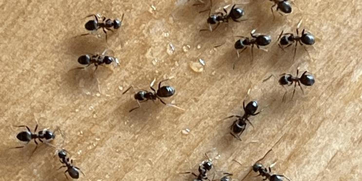 Skořicový postřik je jednoduchý a přirozený způsob, jak podpořit zdraví rostlin a omezit výskyt plísní či škůdců.