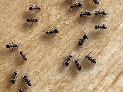 Skořicový postřik je jednoduchý a přirozený způsob, jak podpořit zdraví rostlin a omezit výskyt plísní či škůdců.