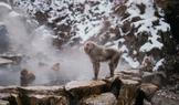 V parku Jigokudani žijí slavní sněžní makakové. V zimě je lze pozorovat, jak se vyhřívají v horkých pramenech obklopeni sněhem.