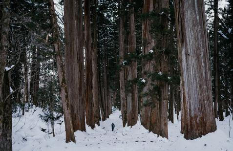 V blízkosti Nagana leží komplex pěti šintoistických svatyní starých přes tisíc let. Cesta k nejvyšší svatyni je lemována impozantní alejí starobylých cedrů.