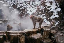 V parku Jigokudani žijí slavní sněžní makakové. V zimě je lze pozorovat, jak se vyhřívají v horkých pramenech obklopeni sněhem.