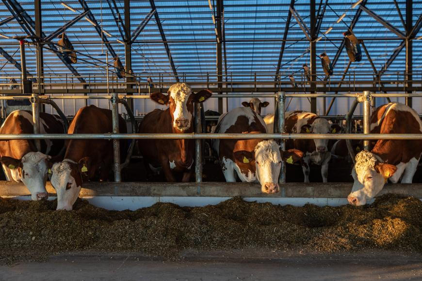 Peking uzavřel antidumpingové vyšetřování a zlevní dovoz mléka z EU