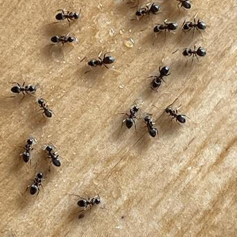 Skořicový postřik je jednoduchý a přirozený způsob, jak podpořit zdraví rostlin a omezit výskyt plísní či škůdců.