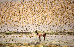 Škoda tyhle fotky minout: divoký Bunny, poselství na rukavici nebo gangsterka na dálnici