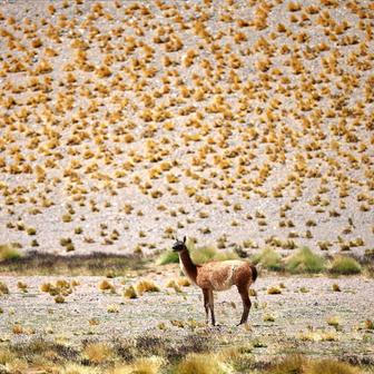 Škoda tyhle fotky minout: divoký Bunny, poselství na rukavici nebo gangsterka na dálnici