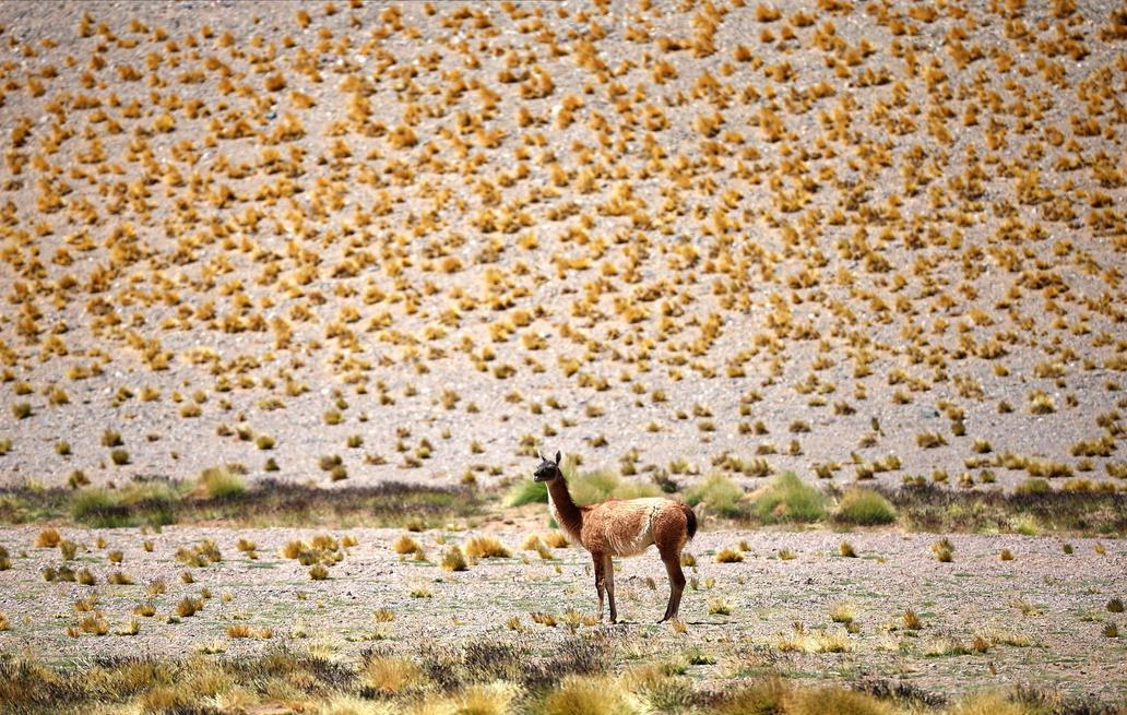 Škoda tyhle fotky minout: divoký Bunny, poselství na rukavici nebo gangsterka na dálnici