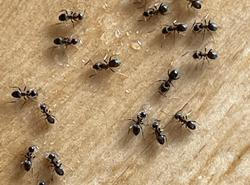 Skořicový postřik je jednoduchý a přirozený způsob, jak podpořit zdraví rostlin a omezit výskyt plísní či škůdců.