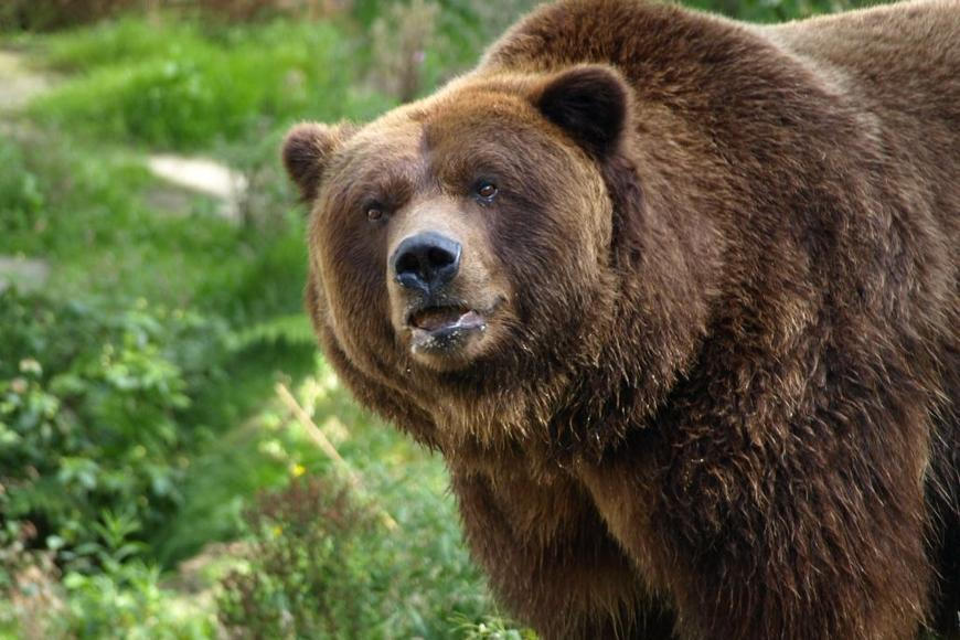 Medvědice na Slovensku napadla muže, ten na ni se synem střílel