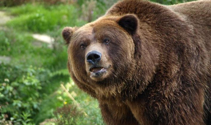Zoo Děčín - medvěd grizzly