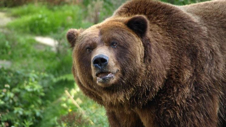 Zoo Děčín - medvěd grizzly