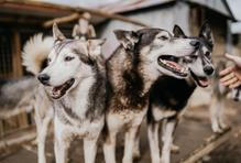 Jan Kotiš žije na Pošumaví mezi osmnácti sibiřskými husky, prací v dřevařském byznysu a snem o velkém spřežení, které obstojí i v nejtěžších závodech světa.