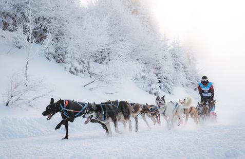 Je mu osmadvacet a s nadsázkou o sobě říká, že je možná posledním musherem v Česku.