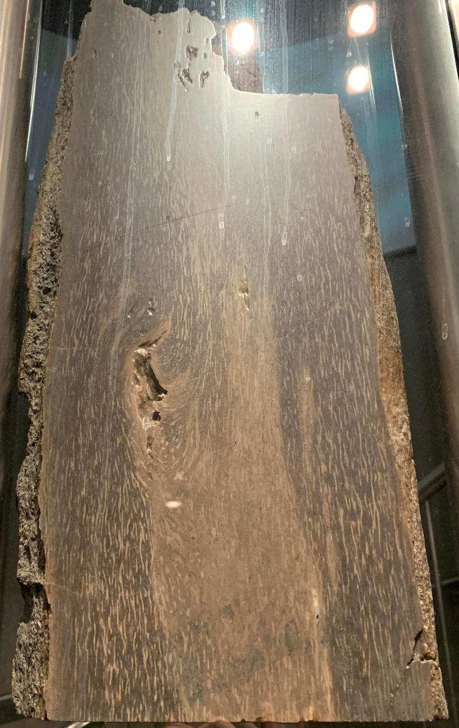 Část kmene jednoho z druhů Prototaxites v kanadském Královském Tyrellově muzeu paleontologie.