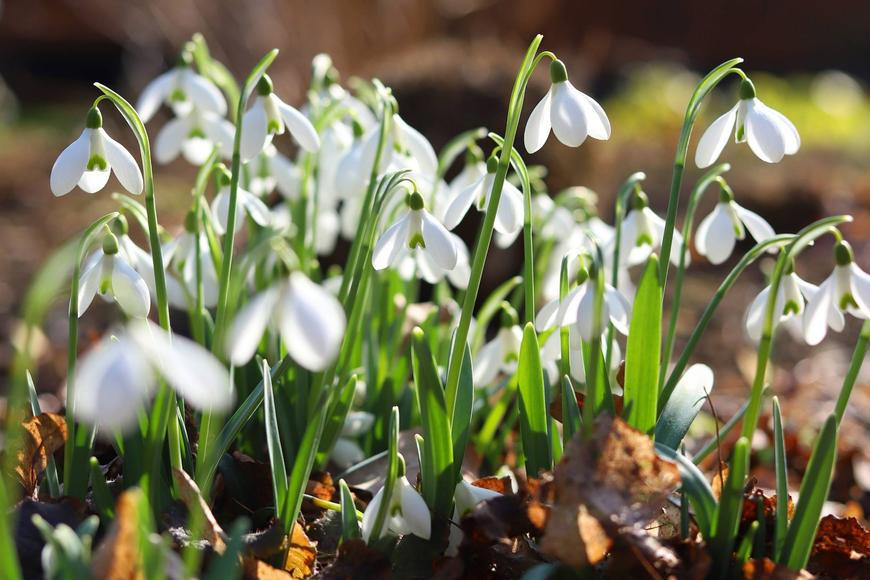 Konec zimy? V Česku se o víkendu výrazně oteplí, ale místy bude pršet