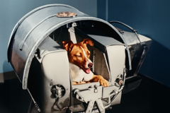 Lajka v tréninkové kapsli před misí Sputnik 2, viditelný postrojní systém a kontrolní panely, SSSR říjen 1957. Kolorovaný snímek