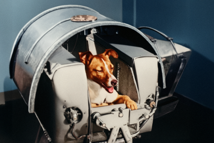 Lajka v tréninkové kapsli před misí Sputnik 2, viditelný postrojní systém a kontrolní panely, SSSR říjen 1957. Kolorovaný snímek