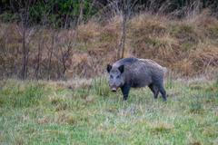 Wild,Boar,Foraging,In,A,Meadow,In,Natural,Habitat.,Swedish