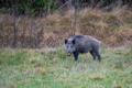 Wild,Boar,Foraging,In,A,Meadow,In,Natural,Habitat.,Swedish