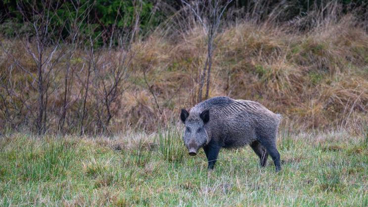 Wild,Boar,Foraging,In,A,Meadow,In,Natural,Habitat.,Swedish