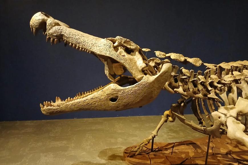 Vědci zrekonstruovali podobu „zabijáka dinosaurů“. Oproti svým žijícím příbuzným byl obr